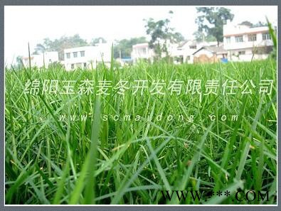 库存供应麦冬草价格麦冬草报价麦冬草批发图4