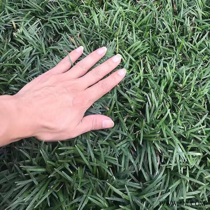 麦冬草价格  麦冬草批发   麦冬草绿化图4