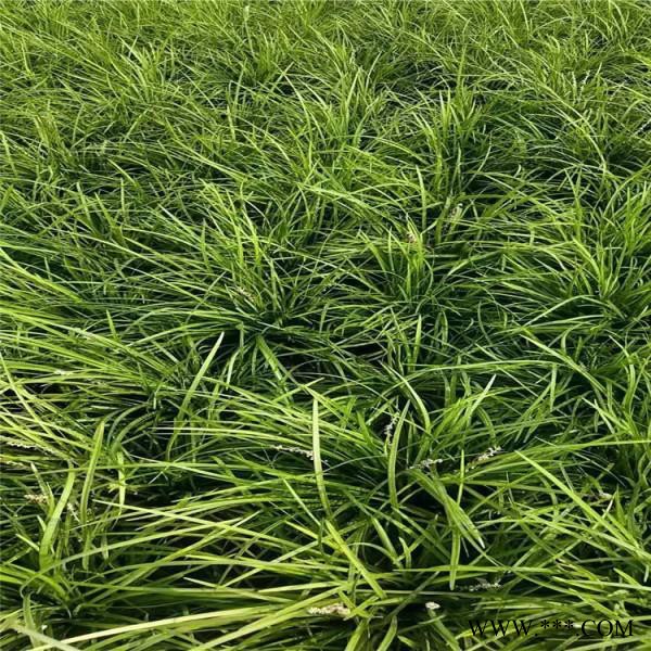 麦冬草价格  麦冬草批发   麦冬草绿化图2