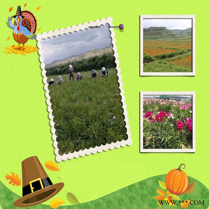 斯诺特 山药浓缩粉  药食同源原料厂家  山药提取物图6