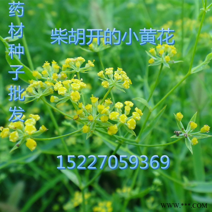 【龙飞种业】中药材种子/31号黄柴胡种子/川岛柴胡种子/柴胡种子价格/柴胡种子报价/柴胡种子批发/高产柴胡种子图2