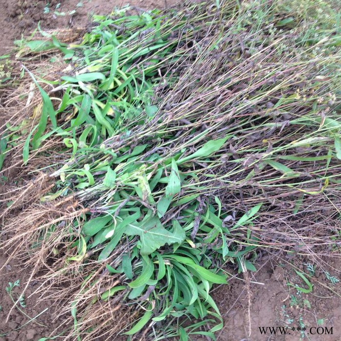 【龙飞种业】中药材种子/31号黄柴胡种子/川岛柴胡种子/柴胡种子价格/柴胡种子报价/柴胡种子批发/高产柴胡种子图3