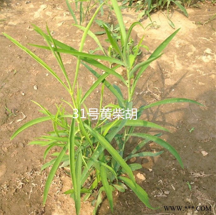 【龙飞种业】中药材种子/31号黄柴胡种子/川岛柴胡种子/柴胡种子价格/柴胡种子报价/柴胡种子批发/高产柴胡种子