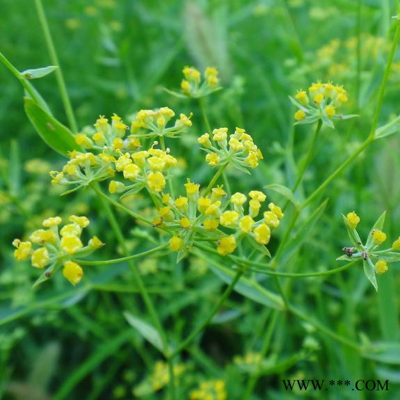 【龙飞种业】中药材种子/31号黄柴胡种子/川岛柴胡种子/柴胡种子价格/柴胡种子报价/柴胡种子批发/高产柴胡种子图6
