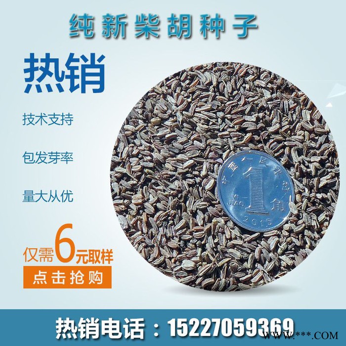 【龙飞种业】中药材种子/31号黄柴胡种子/川岛柴胡种子/柴胡种子价格/柴胡种子报价/柴胡种子批发/高产柴胡种子图5