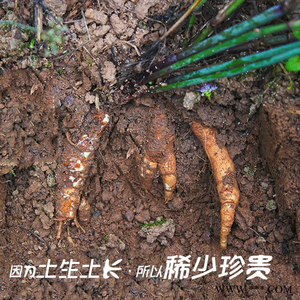 八达川明参1kg/盒四川巴中南沙参明党参干货泡酒料参鸡汤料包特产图3