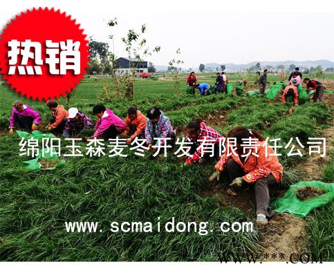 贵州绿化麦冬苗|贵阳小叶绿化麦冬草|麦冬种植基地图2