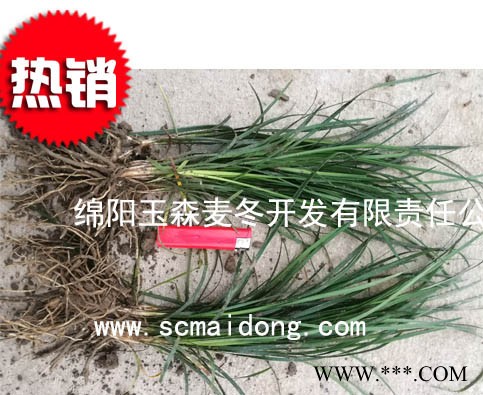 贵州绿化麦冬苗|贵阳小叶绿化麦冬草|麦冬种植基地图3