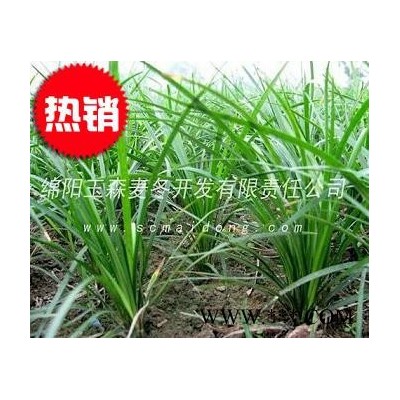 贵州绿化麦冬苗|贵阳小叶绿化麦冬草|麦冬种植基地