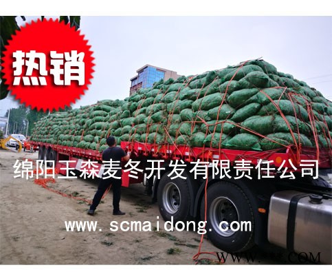 贵州绿化麦冬苗|贵阳小叶绿化麦冬草|麦冬种植基地图4