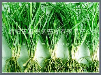 供应涪城麦冬种苗|川麦冬药材种|基地批发图3