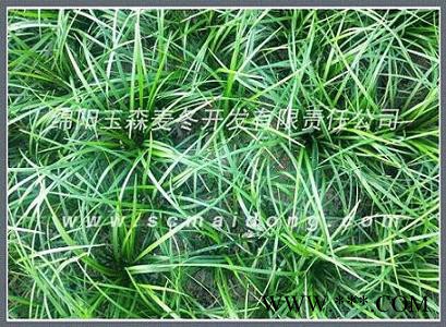 供应涪城麦冬种苗|川麦冬药材种|基地批发图2