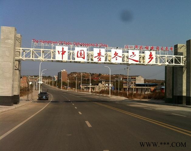 供应涪城麦冬种苗|川麦冬药材种|基地批发图4