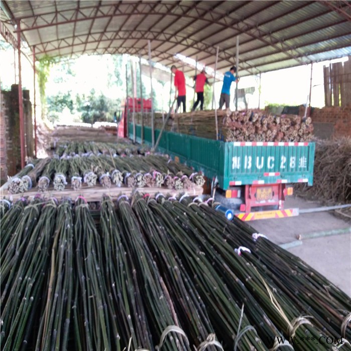 批发山东竹竿、山东菜架竹，山药，豆角，西红柿搭架子用的小竹竿图2