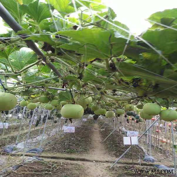 万联丝网 厂家直供 植物攀藤网 爬藤网 白山药网 种植网 植物爬藤网 可定制图3