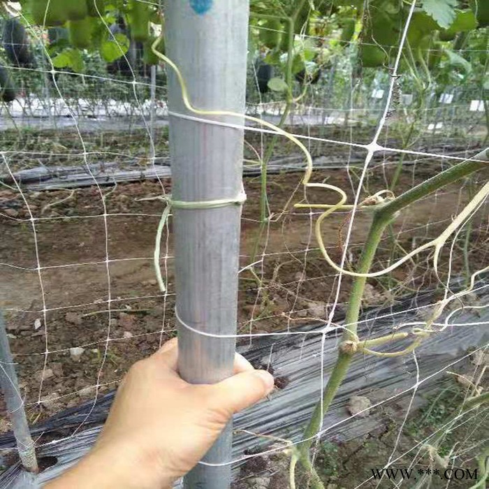 万联丝网 厂家直供 植物攀藤网 爬藤网 白山药网 种植网 植物爬藤网 可定制图4