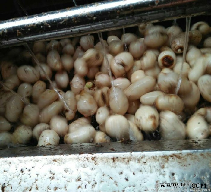 鼎鸿MQX-1500型桔梗去皮清洗机 芋头脱皮清洗机 洋芋清洗机 沙参清洗机 山药豆清洗机 莲藕清洗机 中药材清洗机图3