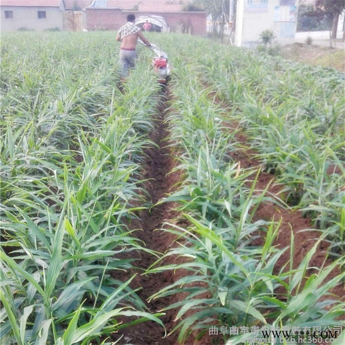 扶式拖拉机旋耕起垄机 山药种植开沟机大棚种植开沟机图8
