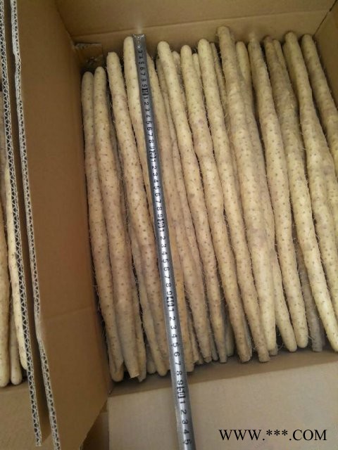 山药 小白嘴麻山药 小白嘴白山药  滋补养生 祛斑美颜图2