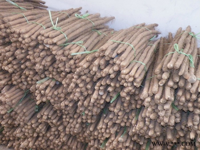 山药 小白嘴麻山药 小白嘴白山药  滋补养生 祛斑美颜