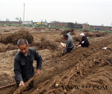 山药 小白嘴麻山药 小白嘴白山药  滋补养生 祛斑美颜图3