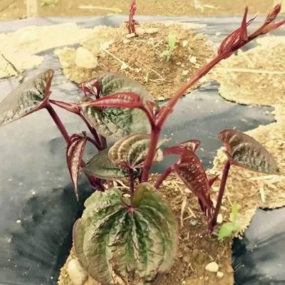 2015年地泰农业紫淮山种子  紫山药种子  全国配送