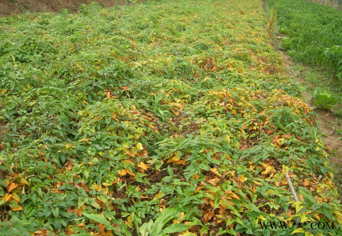 山药种子**山药种子****山药种子图2