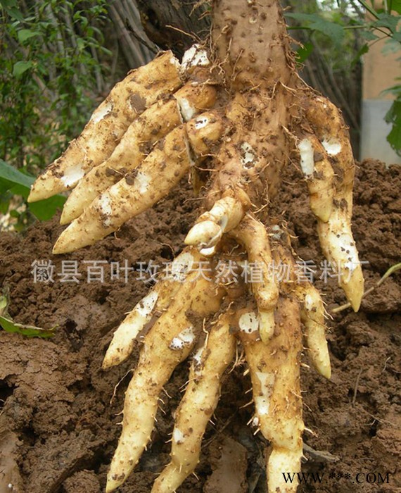 山药种子**山药种子****山药种子图3