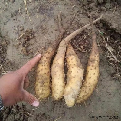 山药苗