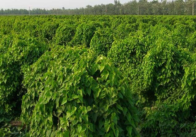 大量供应铁棍山药 鸡皮山药 新鲜山药 15吨 量大从优图2