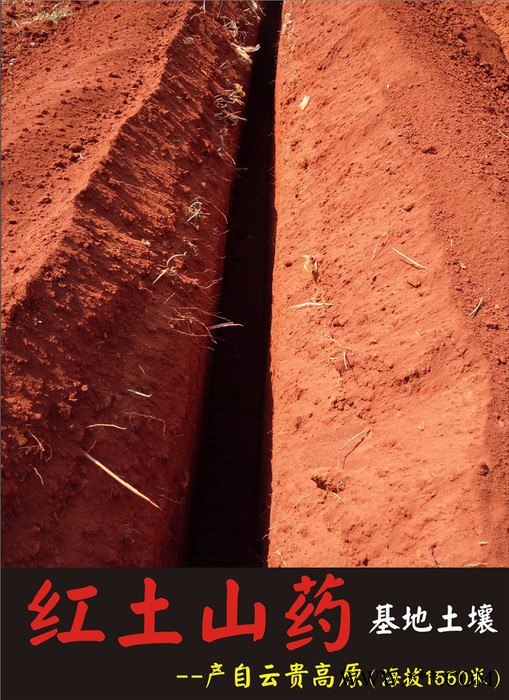 2016年文山山药丰收上市 欢迎批发订购 量大优惠图4