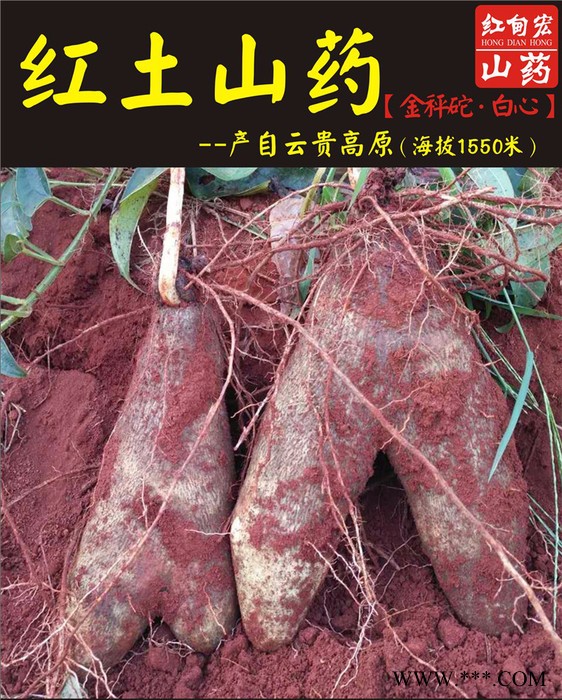 2016年文山山药丰收上市 欢迎批发订购 量大优惠图5