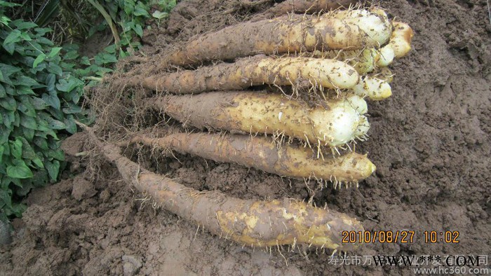 山药种苗出口品种大和芋图3