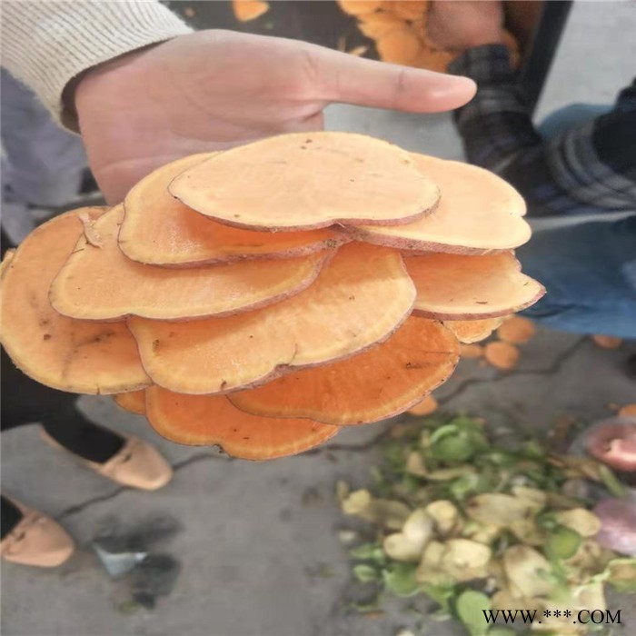 果蔬加工 红薯切片机 土豆切片机 芋头切片机 山药切片机 厂家 果蔬切片机图3