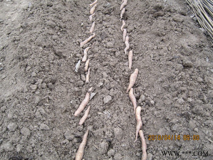 供应山药苗山药种图2