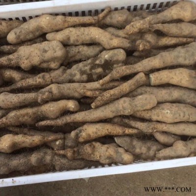 湖北山药厂家    量大从优  可批发    山药 佛山山药