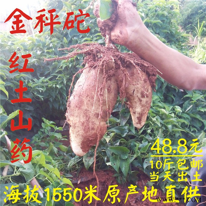 金秤砣山药批发 金秤砣山药价格 云南文山红土山药招商代理 10斤装48.8元图3