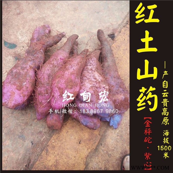 云南红甸宏山药基地出售新鲜金秤砣山药 天然食品 灵芝山药大量批发图5
