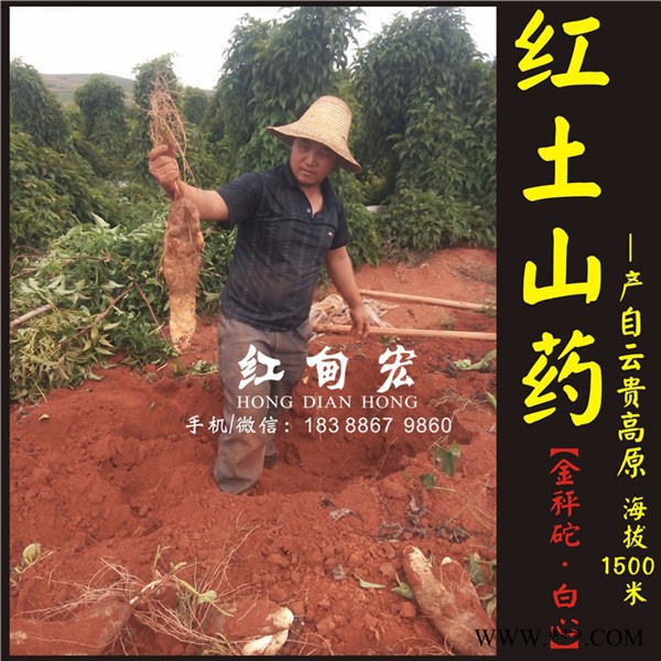 急售文山灵芝山药 红土山药 2016年秋季新鲜山药批发图7