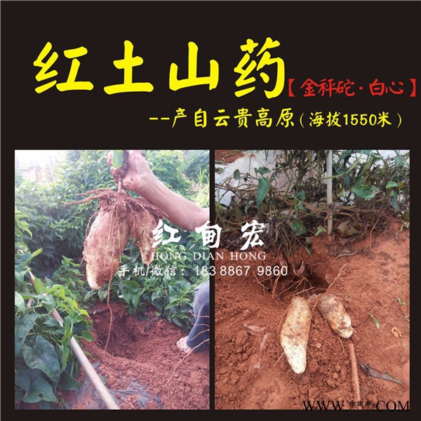 急售文山灵芝山药 红土山药 2016年秋季新鲜山药批发图2