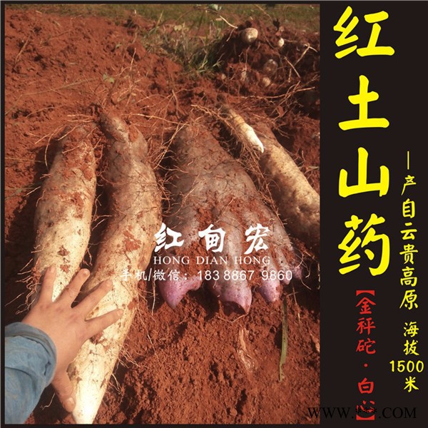 急售文山灵芝山药 红土山药 2016年秋季新鲜山药批发图5
