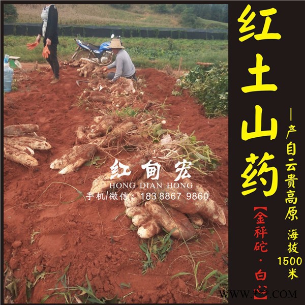 急售文山灵芝山药 红土山药 2016年秋季新鲜山药批发图6