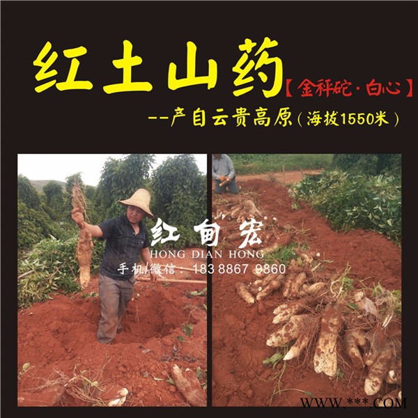 急售文山灵芝山药 红土山药 2016年秋季新鲜山药批发图3