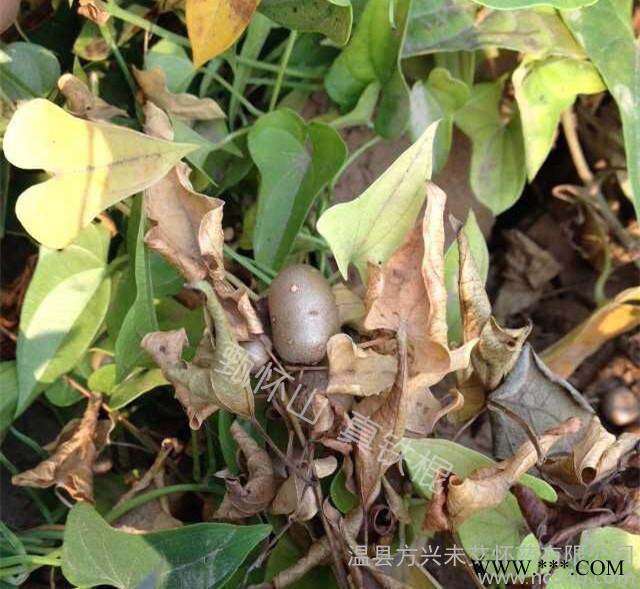 焦作温县铁棍山药豆 垆土山药豆 山药蛋图2