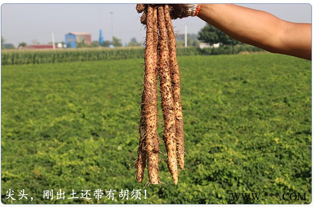 山药哥Hz-001 焦作铁棍山药批发 礼盒装5公斤铁棍山药图6