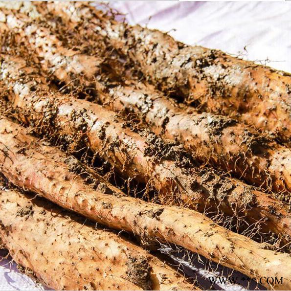 山药图2