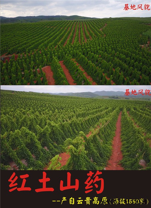 红甸山药批发 文山紫山药大量上市 欢迎订购图2