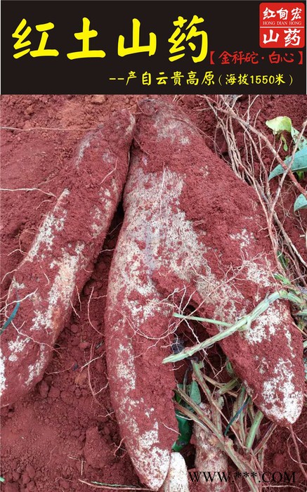 红甸山药批发 文山紫山药大量上市 欢迎订购图5