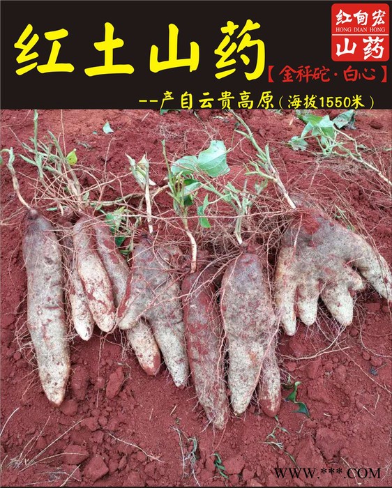 红甸山药批发 文山紫山药大量上市 欢迎订购图4