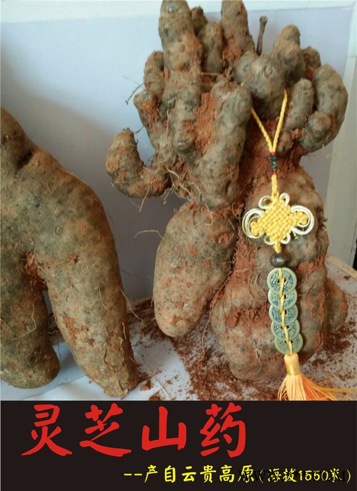 红甸山药批发 文山紫山药大量上市 欢迎订购图7
